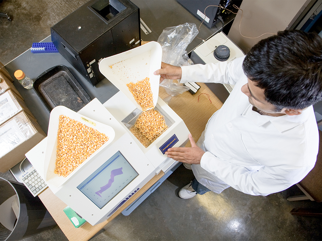 Student measuring corn feed.