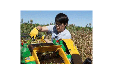 Student harvesting crops