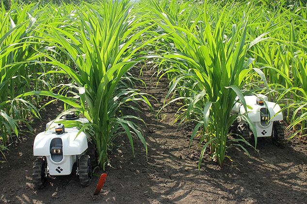 Agricultural robot in corn field.
