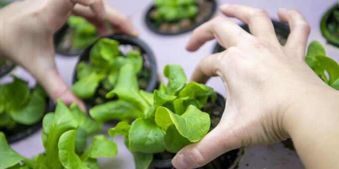 Student working with potted crops.