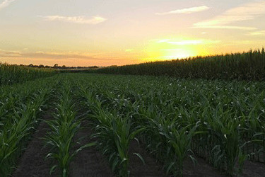  Illinois Autonomous Farm