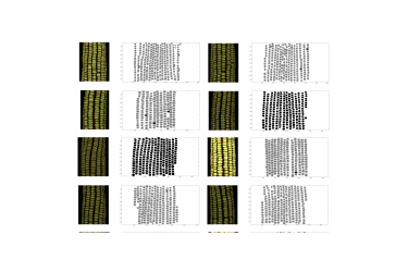 Corn kernel molecular structure