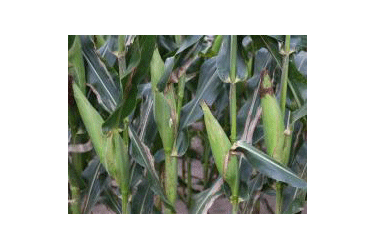 Corn stalks