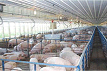 pig in their pen