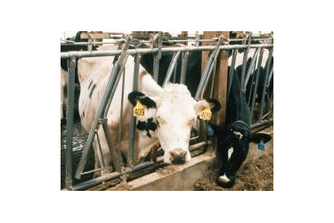 Cows in stall.