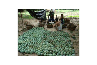 mangoes being harvested