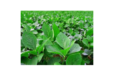 Soybean plant